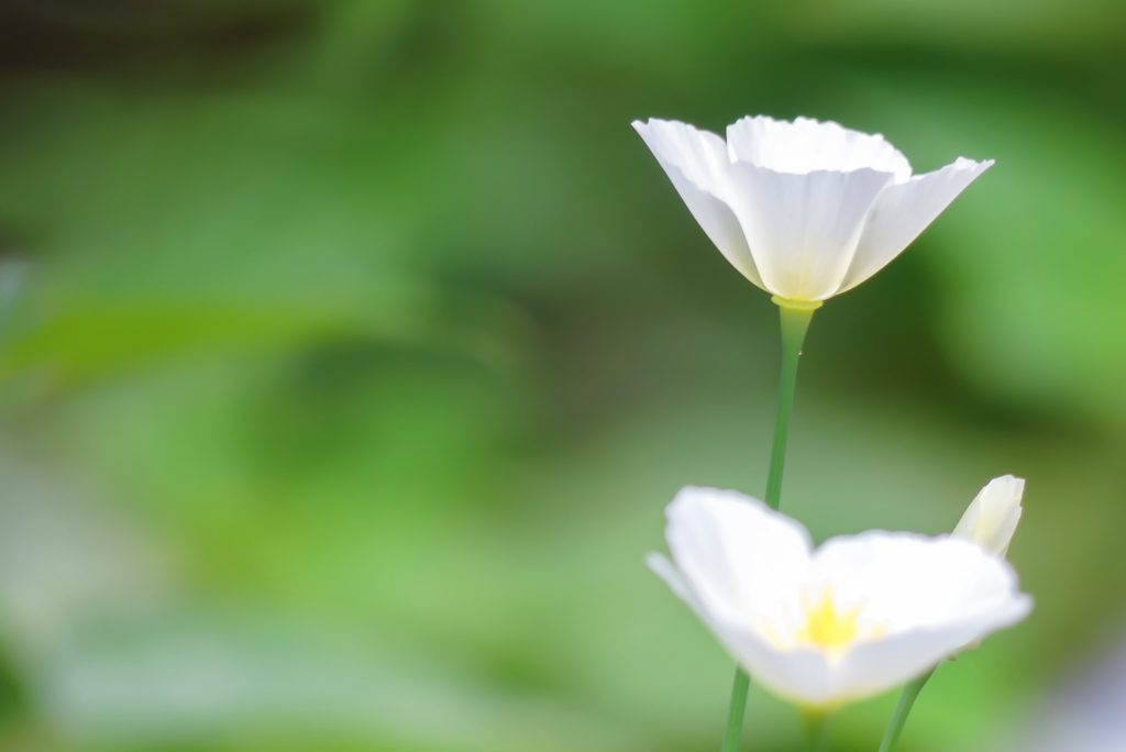 池の畔に咲いていたカリフォルニアポピー　　　